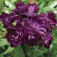 ราคา 10 เมล็ด กุหลาบ ดอกกุหลาบ โรส กุหลาบสีม่วง Rose Seeds (21962007698)
