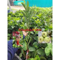 ราคา กิ่งฝรั่งกิมจู เกรดAพันธุ์แท้100 รากเต็มทุกกิ่ง มี1กิ่ง สั่งขั้นต่ำ 3 กิ่ง (22879258265)