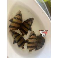 ราคา ปั้มออกซิเจน ปลาเสือตอ size 2 3 มีประกันสินค้า ตกแต่งตู้ปลาสวยงาม (22824282871)