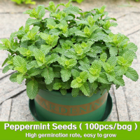 ราคา ปลูกง่าย 1500เมล็ด ซอง เมล็ดสะระแหน่ Peppermint Seeds เมล็ดพันธุ์ สะระแหน่ Edible Natural Mint Herbs Seeds (22565623113)