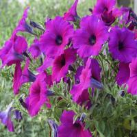 ราคา พร้อมส่ง 500 แคปซเมล็ดพันธุ์พิทูเนียแท้ 100 คุณภาพ เมล็ดเมล็ดพันธุ์ดอกไม้พิทูเนีย เมล็ดเมล็ดพันธุ์ดอกไม้สวย ๆ เมล็ดพิทูเนีย ต้นไม้มงคล ต้ (10595241082)