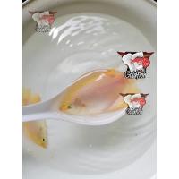 ราคา อาหารปลา ปลาแรดเผือก ตาดำ ไซร้2 5นิ้ว มีประกันสินค้าคะ (22824346235)