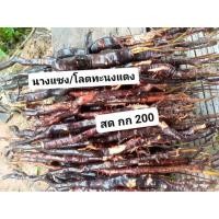 ราคา นางแซงหรือโลดทะนงแดง นางพญาหน้าขาว 1กก 200 บาท แบบท่อนสด ขุดยากรากแทงลงดิน (21577710007)