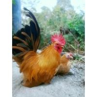 ราคา ไข่ไก่แจ้ลุ้นเชื้อสีทองหางดำ ชุด1ฟอง (21548585849)