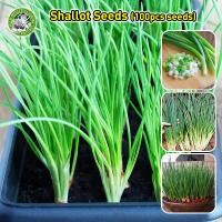 ราคา เมล็ดหอมแบ่ง Full Seasons Shallot Seeds Balcony Potted Shallot Vegetable Seeds for Planting Organic Chive Seeds Shallot Plant Seeds เมล็ดพันธุ์หอมแดง เมล็ดพันธุ์ ต้นหอม หอมแบ่ง เมล็ดผักสวนครัว เมล็ดพั