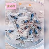 ราคา กุ้งเครฟิช คละสีได้ ซื้อครบ 3 ตัว แถมบ้านกุ้งพันมอส 1 อัน สีสวยเลี้ยงง่าย (22785156144)