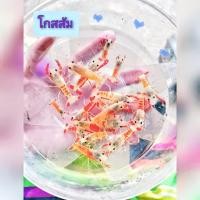 ราคา กุ้งเครฟิชแคระมี 5 แบบ ตกแต่งตู้ปลา (22785083398)