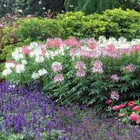 ราคา เมล็ดพันธุ์ ดอกคลีโอม สไปเดอร์แพ้นท์ ดอกเสี้ยนฝรั่ง คละสี Cleome Spider Plant Mix Seed 150 เมล็ด ของแท้ 100 (7859776512)