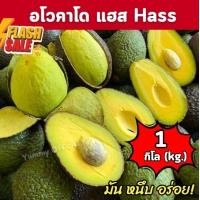 ราคา Kaidee จัดดส่งฟรี Avocado อโวคาโด 1กิโลกรัม พันธุ์แฮส Hass แฮสนิวซีเเลนด์ แฮสราชาอโวคาโด้ แฮส อโวคาโด้แฮส อโวคาโด้ อโวคาโด อะโวคาโดสด อโวคาโดสดจากสวนบนดอย เก็บจากสวนทุกวันเน่าเสียรับเคลม อโวคาโด้ อโวค