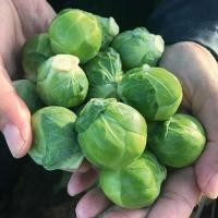 ราคา 30 เมล็ด กะหล่ำดาว หรือ กะหลํ่าหัวลำต้น ผักสวนครัว Brussels Sprouts Seeds (21729758824)