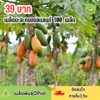 ราคา เมล็ดมะละกอฮอลแลนด์ บรรจุ 100 เมล็ด (22838465947)