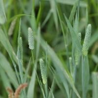 ราคา 500 เมล็ด หญ้าทิมโมธี หญ้ากลิ่นหอมหวาน ช่วยกระตุ้นความอยากอาหารของสัตว์เลี้ยง (22566413194)