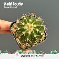 ราคา รวมกระบองเพชรและไม้อวบน้ำ 2 หลากหลายสายพันธุ์ ส่งทั้งกระถาง cactus succulent (22849505732)