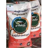 ราคา พันธุ์ข้าวเหนียวเบญจเมฆา 1 ซีพีไรซ์ 35 ข้าวเหนียวไม่ไวแสง ทรงกอตั้ง อายุ เก็บเกี่ยว 110 130 วัน น้ำหนัก 20 กิโลกรัม (23027670673)