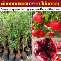 ราคา ต้นทับทิม ทับทิมแดง ทับทิม เซี๊ยะลิ้ว พิลา มะก่องแก้ว มะเก๊าะ หมากจัง (21886439566)