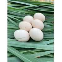 ราคา ไข่ไก่ชนพม่าง่อน ไข่เชื้อ ขายเป็นชุดเฉลี่ยฟองละ65 พ่อพันธุ์เจ้าเยียร์ไมก์ (22187501172)