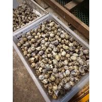 ราคา ใข่นกกระทา สดใหม่จากฟาร์มโดยตรง 200 ฟอง (22817805627)