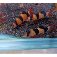 ราคา อาหารปลา หมูอินโด สินค้าพร้อมส่ง ขนาดประมาณ 2 2 นิ้ว (22552935641)