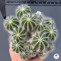 ราคา กลีบมะเฟืองเงิน กอ Parodia Magnifica แคคตัส กระบองเพชร cactus succulent (17582568824)