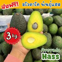 ราคา อโวคาโด้แฮส ยกกล่อง 3KG อโวคาโด้พันธ์ุเเฮส Avocado อโวคาโด พันธุ์แฮส อโวคาโด้แฮส แฮสนิวซีเเลนด์ ราชาอโวคาโด อโวคาโด้ อโวคาโด อะโวคาโดสด อโวคาโดสดจากสวนบนดอย เก็บจากสวนทุกวันเน่าเสียรับเคลม อโวคาโด้ อ 