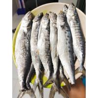 ราคา ปลาอินทรีย์เค็มหอม รวมไซส์มินิ น้ำหนัก500 600กรัม ราคา79 บาท อร่อยเค็มน้อย (23110909249)