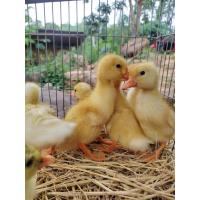 ราคา ไข่เชื้อเป็ดอี้เหลียง 5 ฟอง (22970459567)