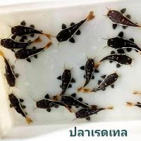 ราคา อาหารปลา ปลาเรดเทล ไซร้ 2 3 นิ้ว มีประกันระหว่างส่ง (22844460273)