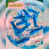 ราคา กุ้งเครฟิช ตกแต่งตู้ปลาตู้ไม้น้ำ เครฟิชสีฟ้า 79 บาท มีประกันระหว่างจัดส่ง (22926895597)