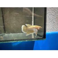 ราคา ปลากัดหูช้างสีเหลือง ปลากัด GOLDEN BETTA สีทอง มีตัวเลือก เพศผู้ เพศเมีย และแบบคู่ ผู้ เมีย มีเก็บเงินปลายทาง (21382035519)
