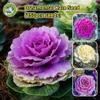 ราคา ปลูกง่าย COD เมล็ดสด 100 เมล็ดพันธุ์ ปูเล่ประดับคละสี Mixed Colors Ornamental Kale Seeds Rose Flower Kale Flower Seeds for Planting Brassica Flowering Plants Seeds เมล็ดดอกไม้ เมล็ดบอนสีสวยๆ ดอกไม้ปล 