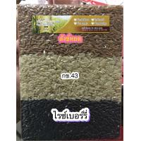 ราคา ข้าวสังข์หยด ไรซ์เบอร์รี่ กข 43 พัทลุง ข้าวใหม่ๆจากพัทลุง100 ปลอดสาร100 (1824436756)