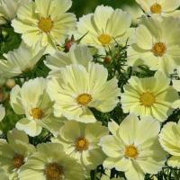 ราคา 100 เมล็ด ดอกดาวกระจายเซนเซชั่น ดอกคอสมอส ดาวกระจาย Cosmos Flower Seeds 45 50 วัน ออกดอก สายพันธุ์ Xanthos Cosmos (21342489216)