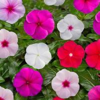 ราคา 20 เมล็ด ดอกแพงพวย แพงพวยฝรั่ง เมล็ดดอกไม้ Vinca Periwinkle Seeds สายพันธุ์ Mixed (21275458439)