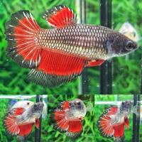 ราคา ปลากัดฮาฟมูนเพศเมีย ไข่แน่นๆ มีมากกว่าในภาพ มีรับประกันสินค้าครับลูกค้า (22971505148)