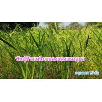 ราคา พันธุ์ข้าวเหนียวแดง พวงชมพู เปิดจอง 10 กิโลกรัม ข้าวเหนียวแดง เมล็ดพันธุ์ใหม่ ปลาย พ ย ปี67 (21602226049)