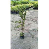 ราคา 2ต้น สูง 80 90cm ต้น รวงผึ้ง ต้นรวงผึ้ง ต้นน้ำผึ้ง หรือ ต้นสายน้ำผึ้ง Yellow star Natthaphong (21919135918)