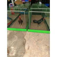 ราคา ถาดรองทรายลู่วิ่งไก่ชน 1อัน ขนาด 90 210 (22796824569)