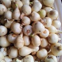 ราคา 5 หัว ว่านพญาลิ้นงู ว่านนาคี หรือว่านงู ว่านเขี้ยวงู กันงูเข้าบ้าน Hedyotis corymbosa Lamk (21593999080)