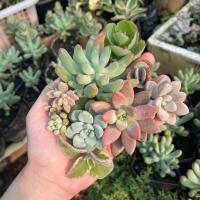 ราคา กุหลาบหิน ไม้อวบน้ำ succulents พืชอวบน้ำ แคคตัส คละสายพันธุ์ส่ง 1ต้น ส่งทั้งกระถาง กระถาง 2นิ้ว ราคาถูกๆ มีจำนวนจำกัด (22513370190)