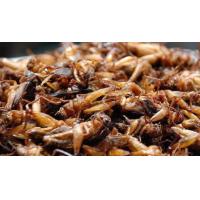 ราคา จิ้งหรีดไข่แน่น 0 5kg (22641055177)