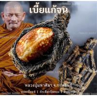 ราคา เบี้ยแก้จน เบี้ยแก้ของแท้ถักเชือกฝังตะกรุด หอยเบี้ยแก้ของแท้ หลวงปู่ศิลาสิริจันโท จ กาฬสินธุ์ (23037895450)