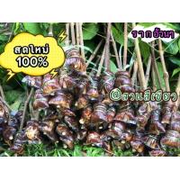 ราคา กิ่งตอนผักเหลียง ชุด5กิ่ง ตัดสด รากแน่นๆ กิ่งแข็งแรง100 (22471245453)