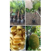 ราคา ต้นขนุนทองมาเลย์แบบทาบกิ่ง ปลูกง่ายออกลูกดกและใหญ่พอปานกลางรสชาตหวานอร่อย (19856089376)