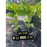 ราคา เสาวรสสีม่วง ชุด 5ต้น (10929219863)