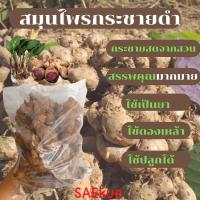 ราคา ของแท้ กระชายดำสด โสมไทย โสมกระชายดำ Black galingale ขนาด 1 กิโลกรัม black galingale herb (16354926201)