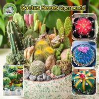 ราคา ปลูกง่าย Random Cactus Seeds for Planting Rare Cactus Plant Seeds Flower Seeds for Planting Bonsai Seeds Indoor Air Purifying Succulent Plant เมล็ดพันธุ์ โอพันเทีย โอพันเทีย เมล็ดบอนสี เมล็ดดอกไม้ ไม้