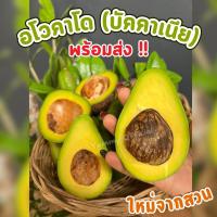 ราคา อโวคาโด พร้อมส่ง 1KG อโวคาโด้ avocado Avocado อโวคาโด พันธุ์ปีเตอร์สัน อโวคาโด้ อโวคาโด อะโวคาโดสด อโวคาโดสดจากสวนบนดอย เก็บจากสวนทุกวันเน่าเสียรับเคลม อโวคาโด้ อโวคาโด้ อโวคาโด้ อโวคาโด อะโวคาโดสด (2