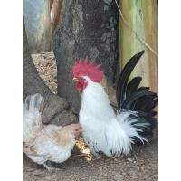 ราคา ไข่เชื้อไก่แจ้สวยงามพร้อมฟักขาสั้น ชุด 2 ฟอง (22584233268)