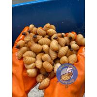 ราคา ด้วงสาคูสด ด้วงมะพร้าวสด ขนาด200กรัม (22860300303)