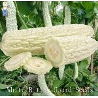 ราคา มะระขาว ญี่ปุ่น มะระหวาน White bitter cucumber เมล็ด OP (22746346433)